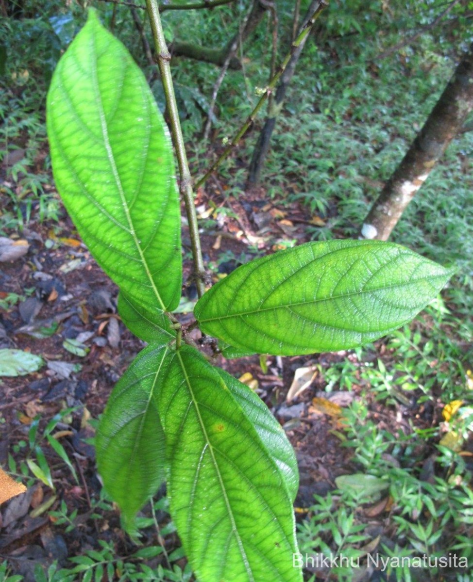 Ficus hispida L.f.